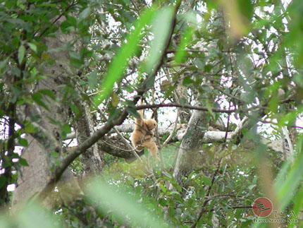 Gibbonweibchen mit Nachwuchs in Auswilderungsstation