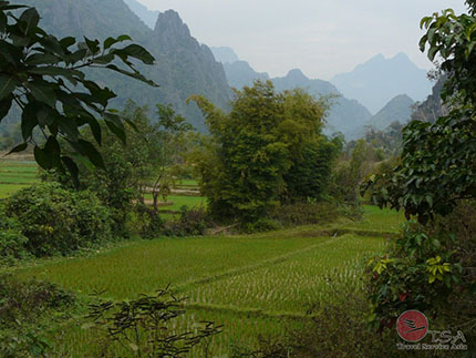 Reisfelder in Vang Vieng